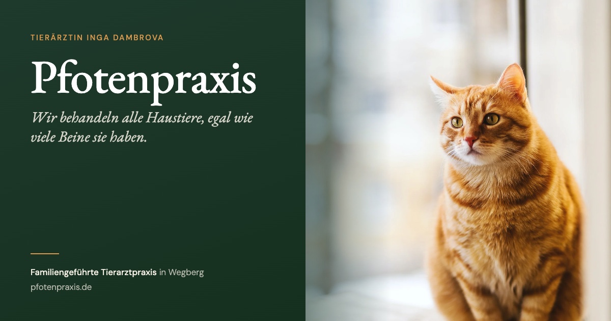 Pfotenpraxis, the veterinary practice of Inga Dambrova in Wegberg, with a ginger cat sitting at a window